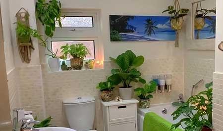 适合在洗手间养的植物