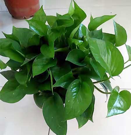 适合在洗手间养的植物