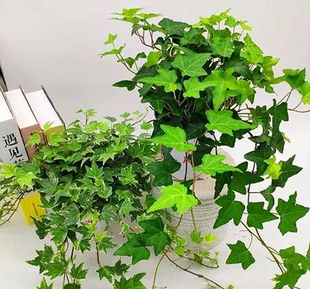 适合在洗手间养的植物