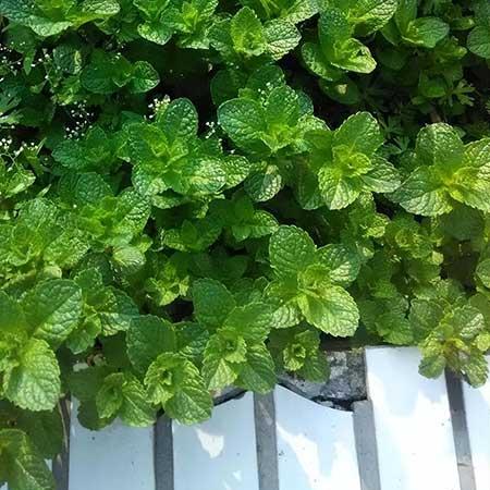 适合在洗手间养的植物