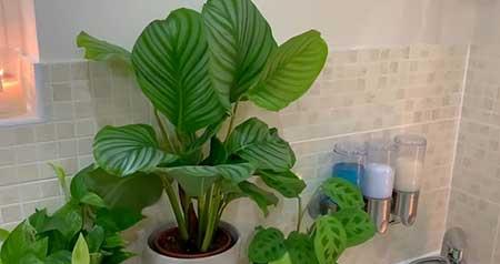 适合在洗手间养的植物