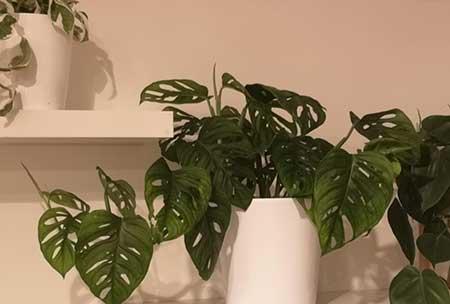 适合在卫生间养的花