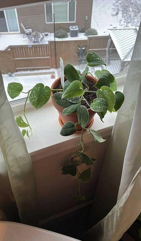 适合在卫生间养的花