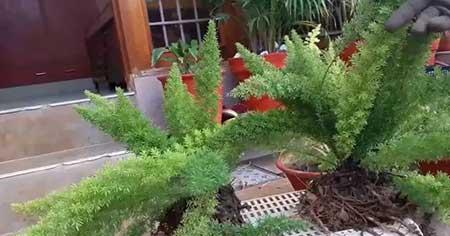 适合在飘窗台上养的花