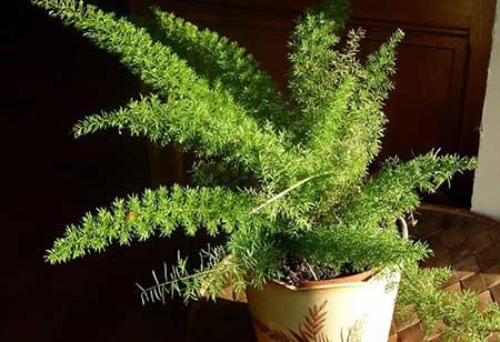 适合在飘窗台上养的花
