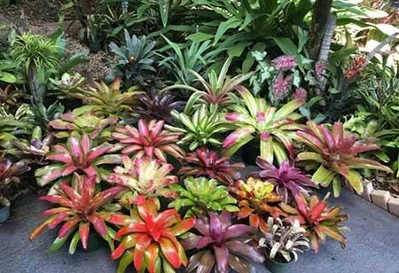 适合在飘窗台上养的花