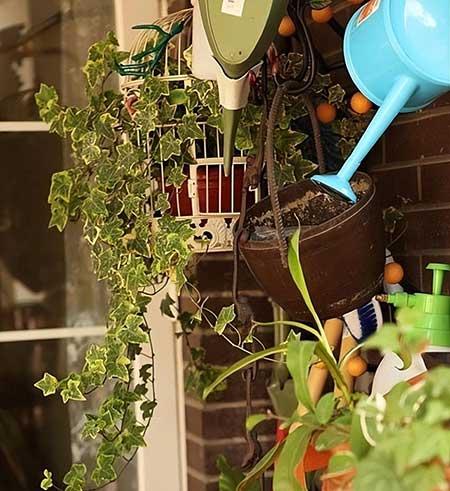 适合在家中养的花