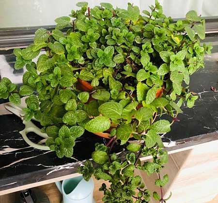 适合在家中养的花