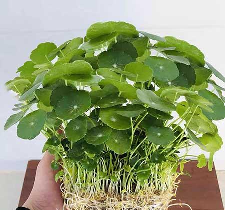 适合在家中养的花