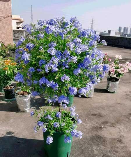 适合在家里阳台养的花