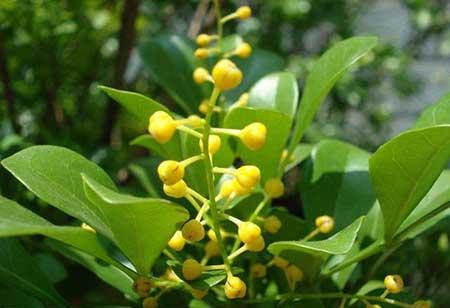 适合在家里阳台养的花