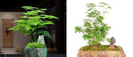 适合在家里阳台养的花