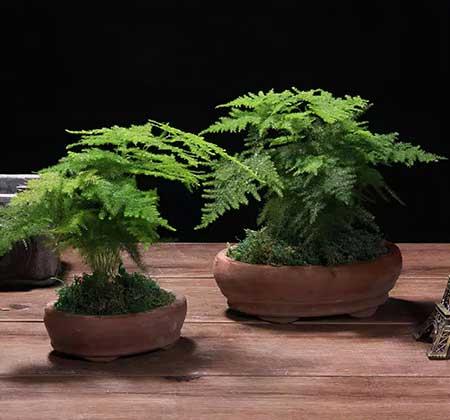 适合在班级里养的花