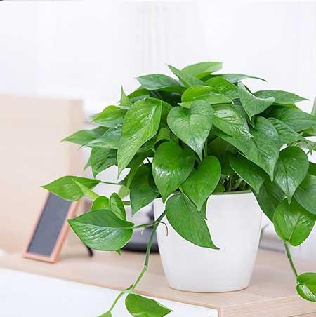 适合养在卫生间的水培植物