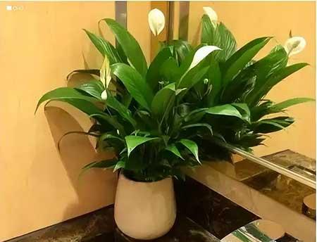 适合养在卫生间的水培植物