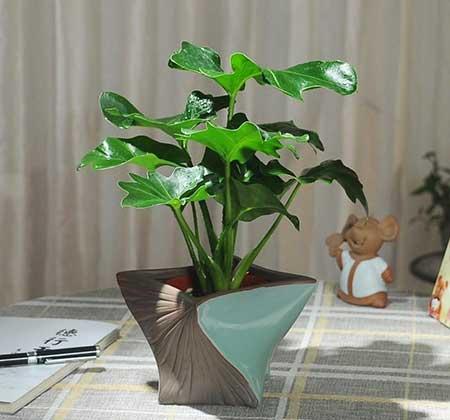 适合养在卫生间的水培植物
