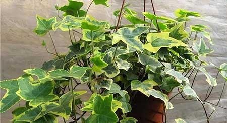 适合养在卫生间的水培植物