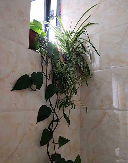 适合养在卫生间的水培植物