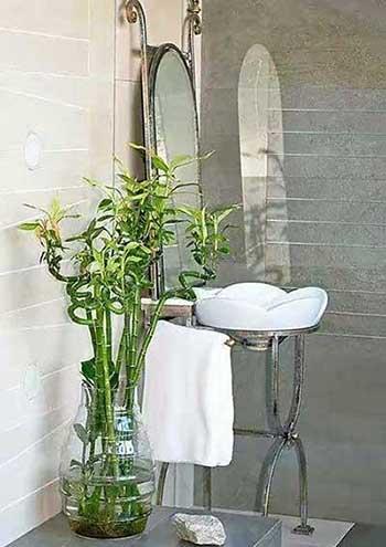适合养在卫生间的水培植物