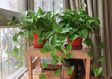 适合养在卫生间的水培植物
