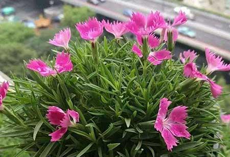 适合养在窗台上的花草