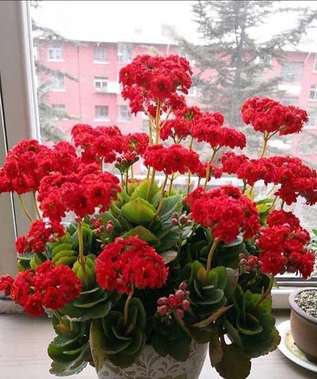 适合养在窗台上的花草
