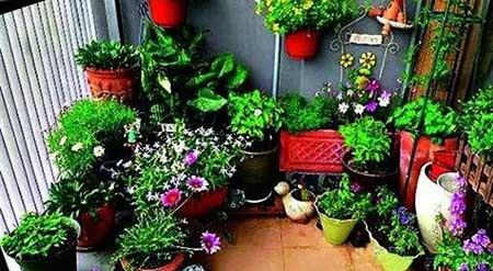 适合室内养护的植物