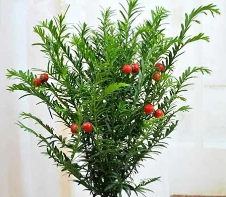 适合室内养护的植物