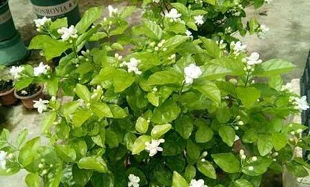适合室内养护的植物