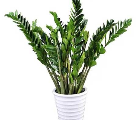 适合室内养护的植物