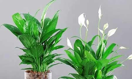 适合室内养护的植物