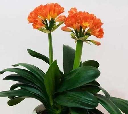 适合室内养护的植物