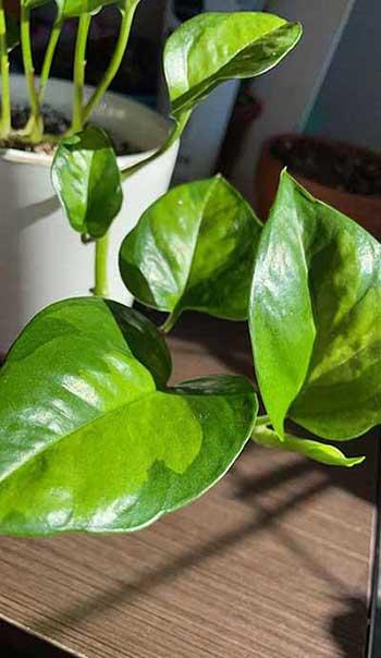 适合室内养的绿植物