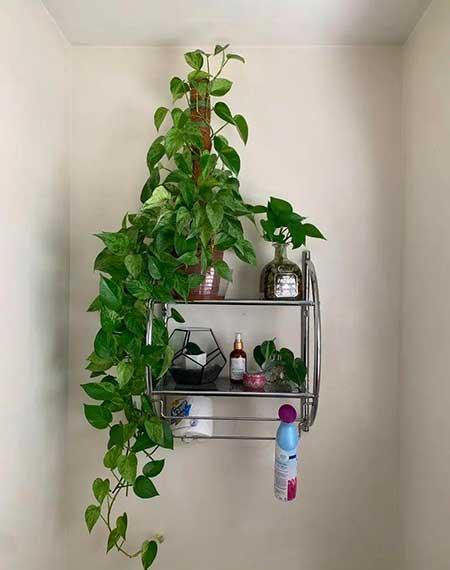 适合室内养的绿植物