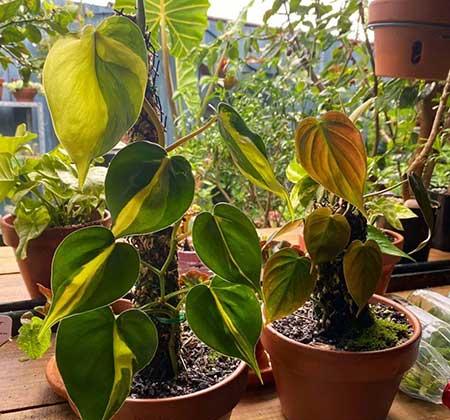适合室内养的绿植物