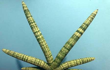 适合室内养的绿植物
