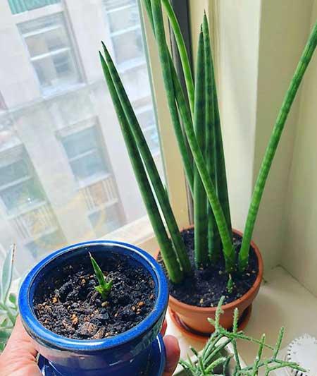 适合室内养的绿植物