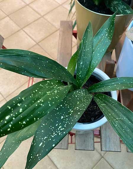 适合室内养的绿植物