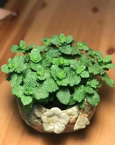 什么花适合在卫生间养