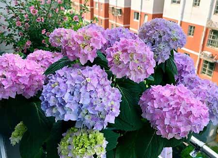 什么花适合在北方养