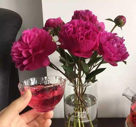 什么花适合在北方养