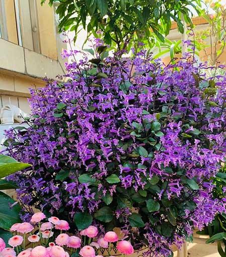 什么花适合在北方养