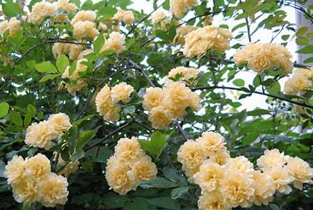 什么花适合在北方养