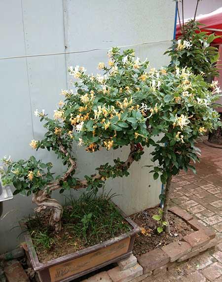 什么花适合在北方养