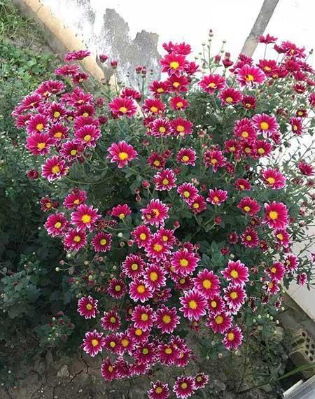 什么花适合在北方养