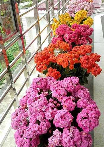 什么花可以养