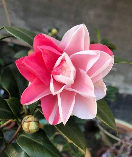山茶树花怎么养殖