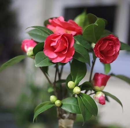 山茶树花怎么养殖