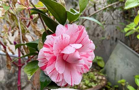 山茶树花怎么养殖