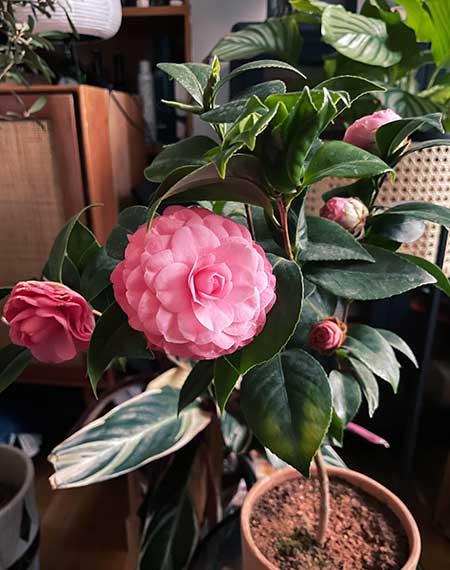 山茶树花怎么养殖